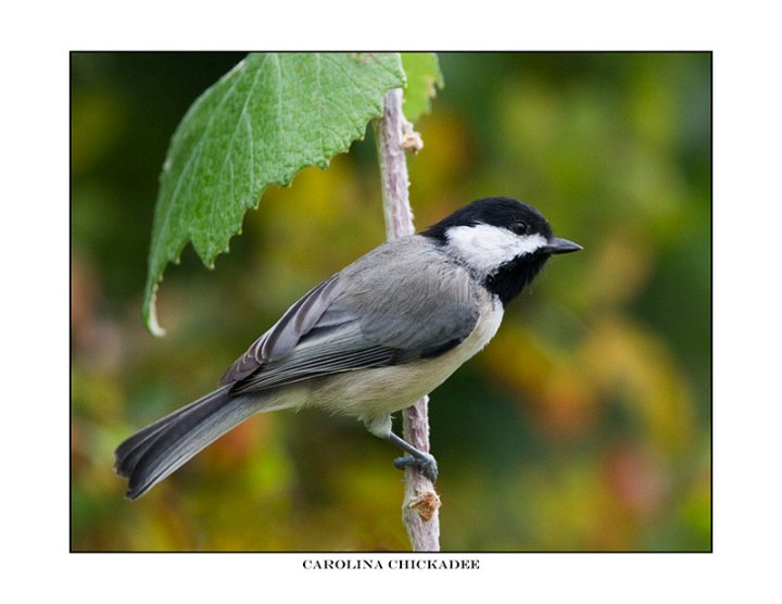 4493 carolina chickadee.jpg